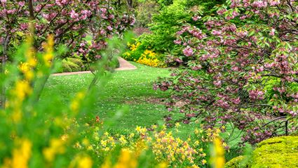 Japanese Garden - Cowra 